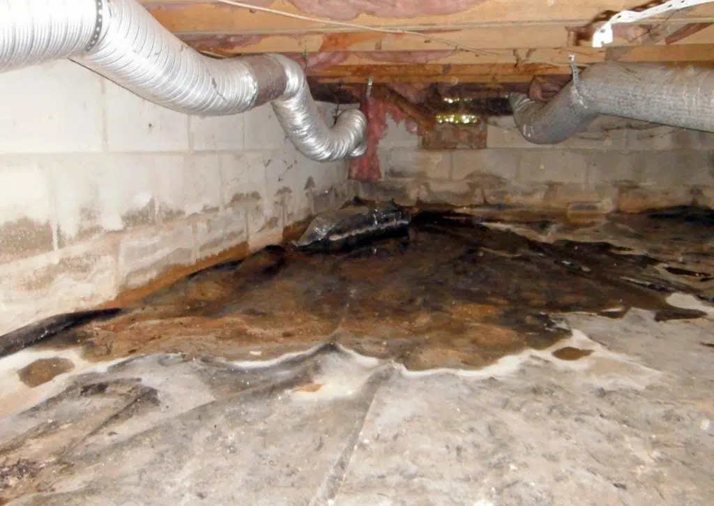 Standing water and mold in crawl space