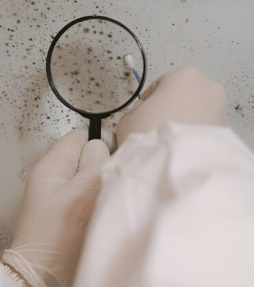 Scientist examining mold growth on a wall with magnifying glass and swab.