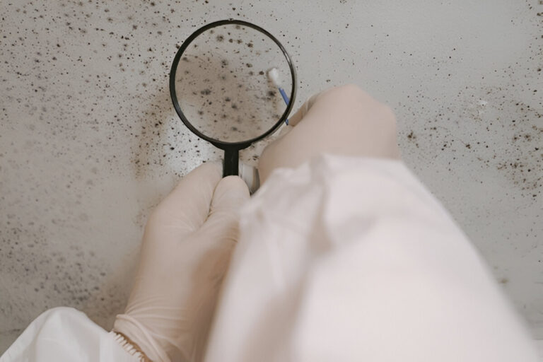 Scientist examining mold growth on a wall with magnifying glass and swab.