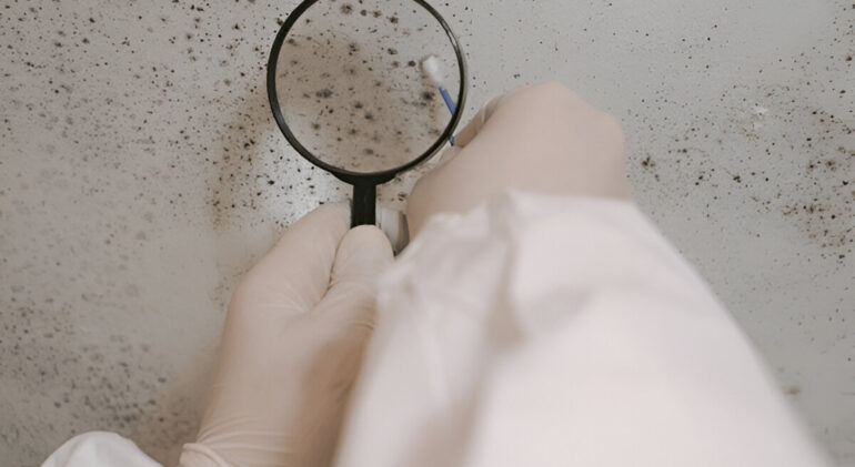 Scientist examining mold growth on a wall with magnifying glass and swab.
