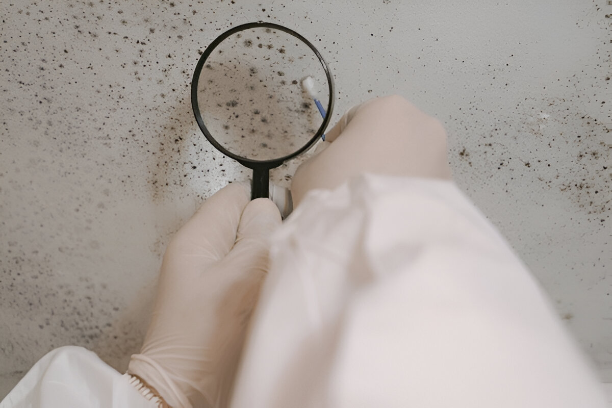 Scientist examining mold growth on a wall with magnifying glass and swab.