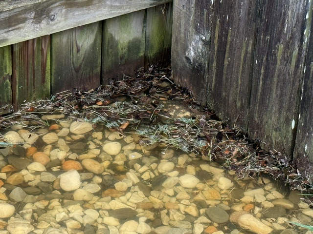 Standing rainwater pooled beside a wooden fence in a low yard area