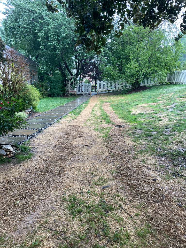 The restored front yard photographed during rainfall — ground wet, no standing water anywhere — North Potomac, MD