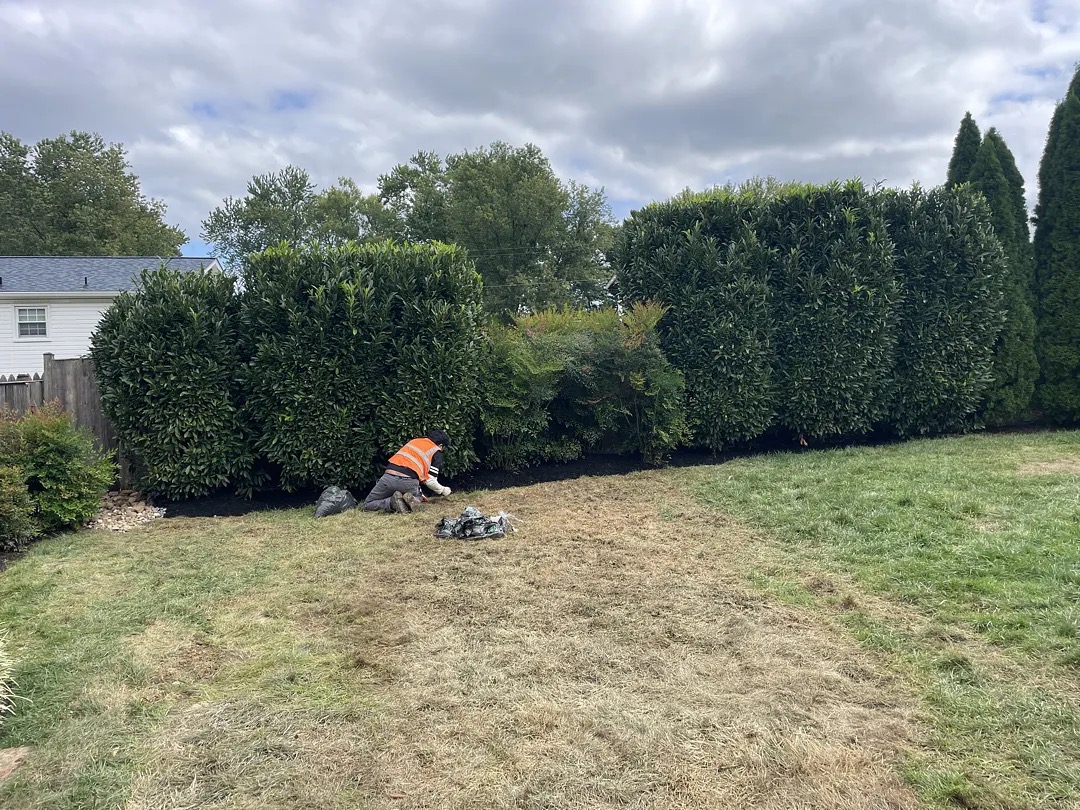 Crew restoring sod over the covered yard-drain route in Potomac